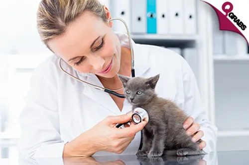 For QR49 Take Care of Animals with a Veterinary Support Assistant Online Course! (QR700 Value)